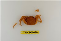 藏品(無斑斜紋蟹)的圖片